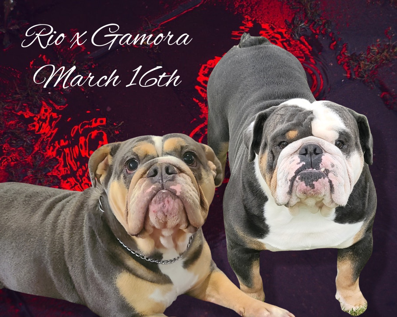 Breeding Announcements - Bad To The Bone Bullys